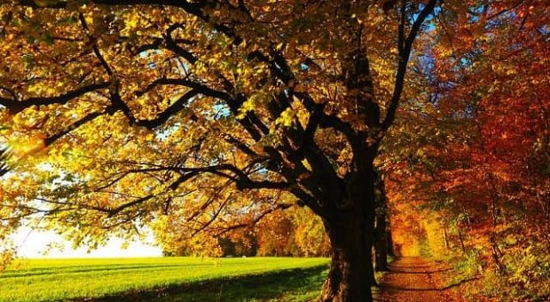 autunno-parco-sentiero-min