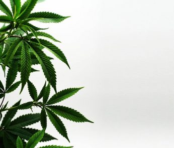 legislazione-cannabis