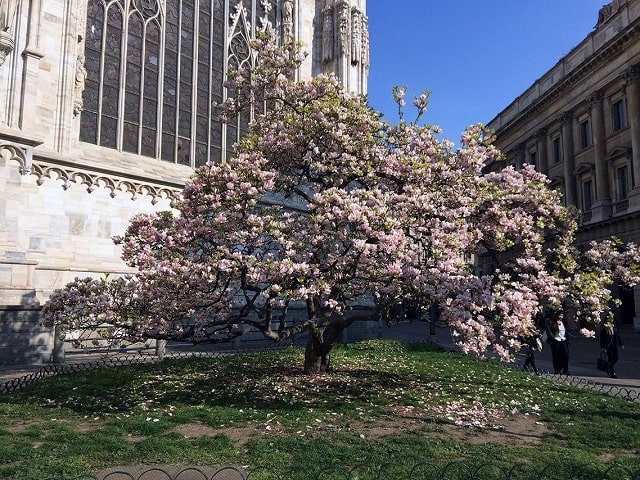 magnolia-duomo-milano-min